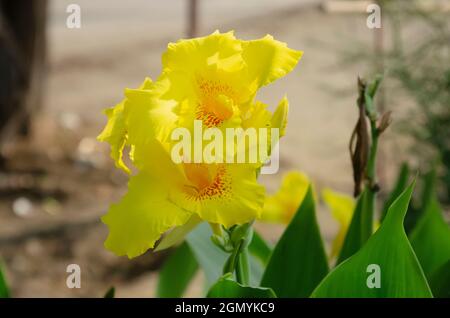 Selective focus on GOLDEN CANNA plant with flower and green leaves isolated with blur background in the morning sun light in the park. Stock Photo