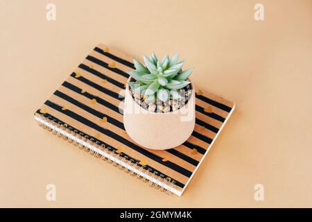 Notepad and succulent on a table. Minimal composition. Top view. Stock Photo