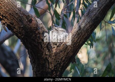 Tawny Frogmouth resting on tree branch Stock Photo