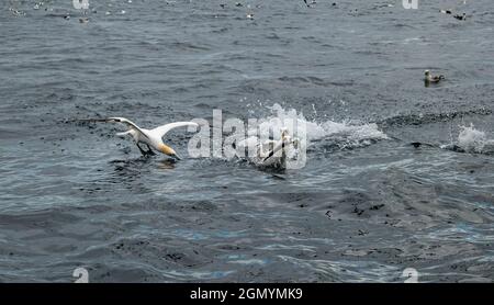 Northern gannets (Morus bassanus) fighting over and diving for herring fish in Firth of Forth, Scotland, UK Stock Photo