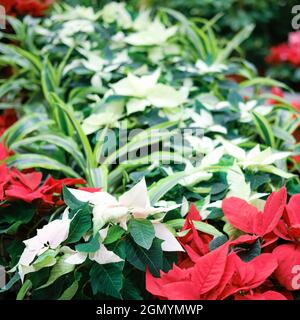 Euphorbia pulcherrima is a commercially important plant species of the diverse spurge family, poinsettia Stock Photo