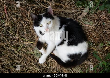 white kitten with black spots curled up in dry grass. Stock Photo