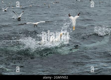 Northern gannets (Morus bassanus) fighting over and diving into the sea for herring fish in Firth of Forth, Scotland, UK Stock Photo