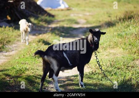 portrait of a black goat on a leash in a summer meadow. Stock Photo