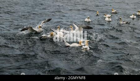 Northern gannets (Morus bassanus) fighting over herring fish in Firth of Forth, Scotland, UK Stock Photo