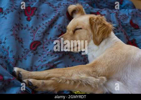 Light brown golden retriever dog sleeping in bed with legs stretched. Home pet resting peacefully Stock Photo