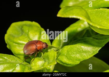 May Beetle (Phyllophaga sp.) Stock Photo