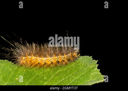 Salt Marsh Caterpillar (Estigemene acrea) Stock Photo
