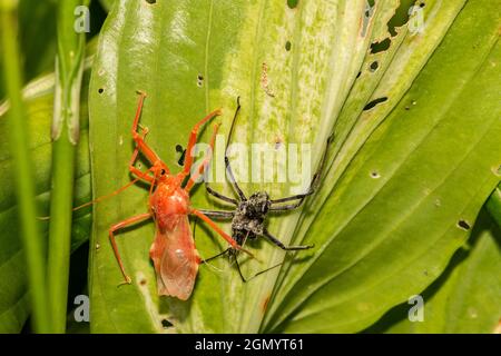 Wheel Bug Molting (Arilus cristatus) Stock Photo