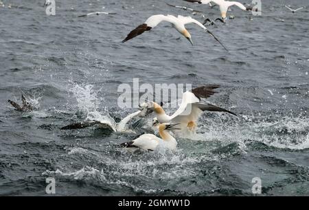 Northern gannets (Morus bassanus) diving into the sea and fighting over and catching a herring fish in Firth of Forth, Scotland, UK Stock Photo