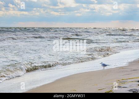 Single seagull stands on the sandy beach and looks to the waves of the Baltic Sea, cloudy sky, copy space, selected focus, narrow depth of field Stock Photo