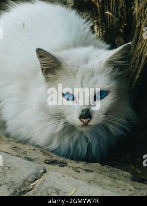 Vertical shot of a male Persian stray cat with blue eyes with a small black mark on his nose Stock Photo