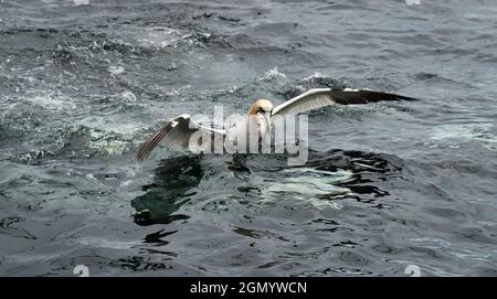 Northern gannet (Morus bassanus) catching a herring fish in Firth of Forth, Scotland, UK Stock Photo