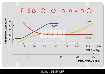 autoregulation curve blood pressure, partial pressure of oxygen, carbon dioxide in arterial blood, 2d graphic, illustration Stock Photo