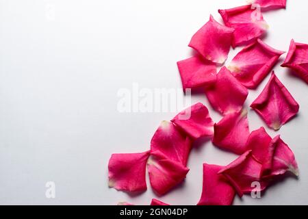 The rose petals are spread out on a white colored paper as a background. Used selective focus and copy space in the frame for text. Stock Photo