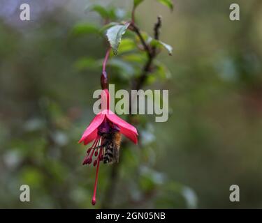 a honey bee crawling up and feeding on the inside  of a fuchsia flower Stock Photo
