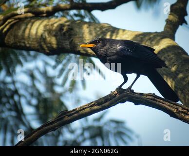 The blue whistling thrush (Myophonus caeruleus) is a whistling thrush that is found in the mountains of Central Asia, South Asia, China and Southeast Stock Photo