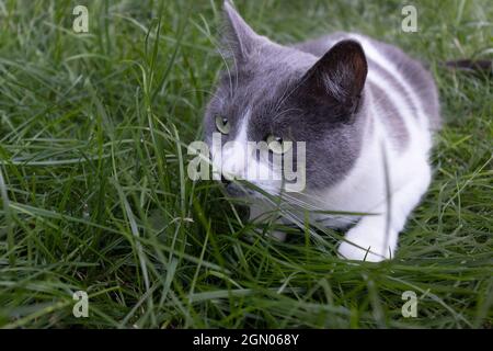 The cat hunts hiding in the grass. Closeup. Stock Photo