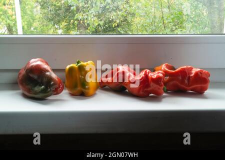 Red ripe pepper on the windowsill in the kitchen. Harvesting in the summer Stock Photo