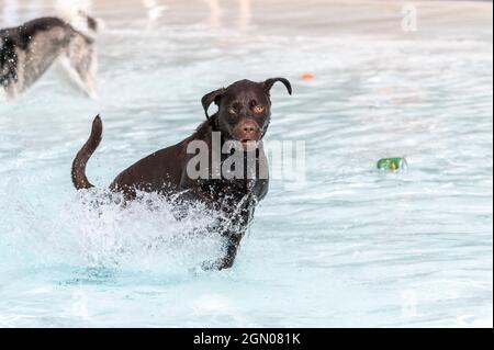 Chocolate Labrador Retriever running through the water in a swimming pool Stock Photo