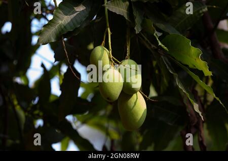 Some young mangoes on the tree Stock Photo