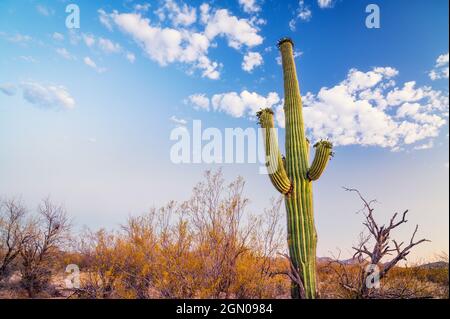 Tall green saguaro cactus in Arizona desert near Tucson with puffy white clouds Stock Photo