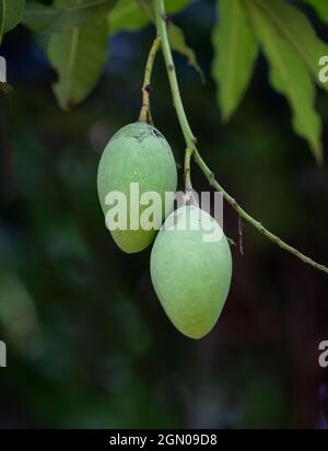 Some young mangoes on the tree Stock Photo