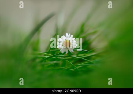 A daisy, Bellas perennis, blooms in a green meadow Stock Photo