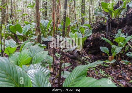 Jungle at the bottom of Angel Falls (Salto Angel), the highest waterfall in the world (978 m), Venezuela Stock Photo