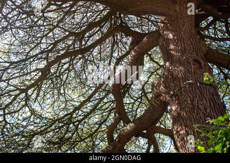 Old tree branches Cuckfield near Haywards Heath , Sussex , England , UK Stock Photo