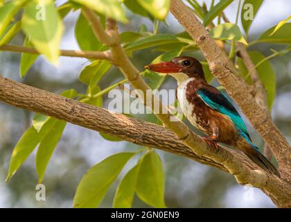 White Throated King fisher sitting on a tree Stock Photo