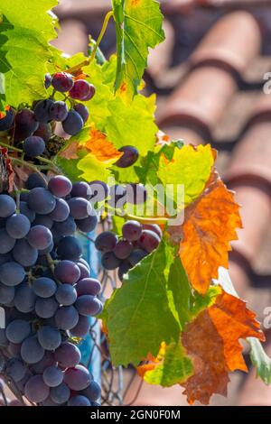 grapevine and bunch of juicy black grapes growing on a vine on a rooftop on the greek island of zante, zakynthos, greece. Winemakers and grape growers Stock Photo