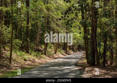 Paved greenway through a wooded area with shade and dappled sunshine, North Augusta South Carolina, horizontal aspect Stock Photo