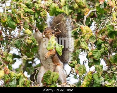 Grey Squirrel collecting hazel nuts Stock Photo