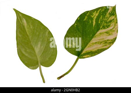 Money plant leaves look up and down, isolated on white background with clipping path Stock Photo