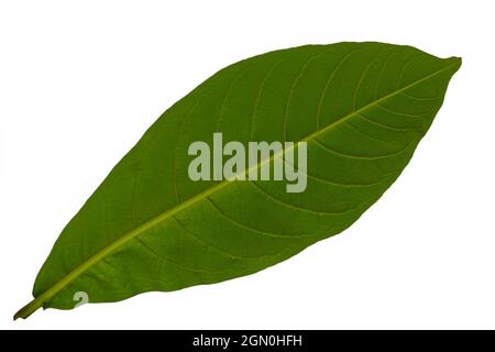 Bottom view of country almond leaf with green leaf frame, isolated on white background with clipping path Stock Photo