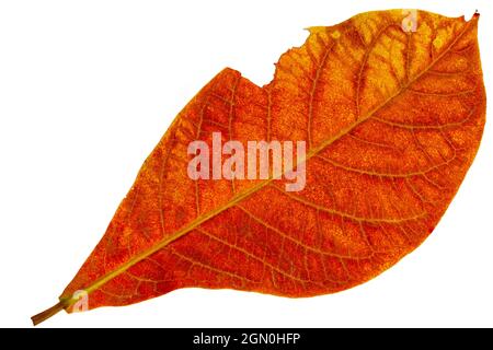 Top view of orange country almond leaves, isolated on white background with clipping path Stock Photo
