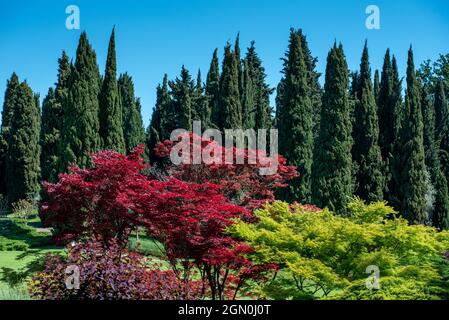 Ornamental Japanese Maple trees with their colorful red leaves in a large garden with backdrop of tall green Mediterranean cypresses against a blue sk Stock Photo