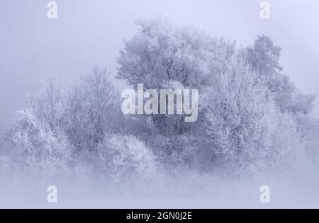 Grove of trees on a foggy morning in winter in Kochelmoos, Kochel am See, Upper Bavaria, Bavaria, Germany Stock Photo