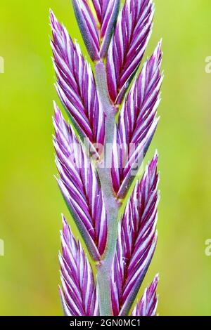 Grass, most likely Perennial Rye-grass (lolium perenne), close up showing the stalk with alternating spikes of flower buds. Stock Photo