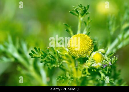 Pineappleweed (matricaria matricarioides), also know as Pineapple Mayweed, close up of a single greenish-yellow flowerhead with shallow depth of field Stock Photo