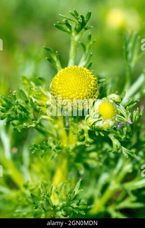 Pineappleweed (matricaria matricarioides), also know as Pineapple Mayweed, close up of a single greenish-yellow flowerhead with leaves. Stock Photo