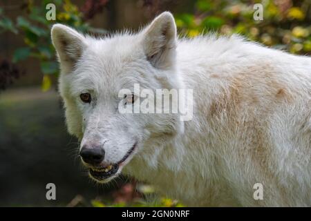 Hudson Bay wolf / Arctic wolf (Canis lupus hudsonicus) white wolf native to Canada Stock Photo