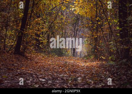 Autumn deciduous forest. Autumn forest with the yellow trees in sunny weather Stock Photo