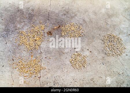 Coffee beans are being dried in a small colombian farm Stock Photo