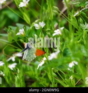 Orange-tip White (Anthocharis cardamines, male) butterfly in flight, feeds on nectar on Wood stitchwort (Stellaria nemorum). May, Ladoga lake Stock Photo