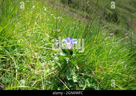 Seven-lobed gentian (Crested Gentian, Gentiana septemfida var. lagodechiana) on alpine meadows, Elbrus, Caucasus. 2500 a.s.l. Stock Photo