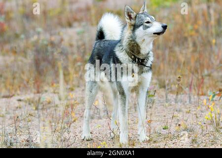 West siberian laika store hunting