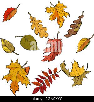 Autumn leaves of trees, seasonal fallen crown. Set Stock Vector