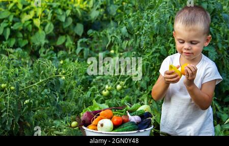 The child holds information vegetables in his hands. Vegetables in a bowl on the farm. Organic product from the farm. Selective focus. Nature Stock Photo